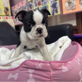 ボストンテリア