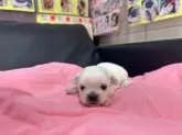 ミックス(ペキニーズ×チワワ)【岐阜県・男の子・2025年1月17日・ホワイト系】の写真4