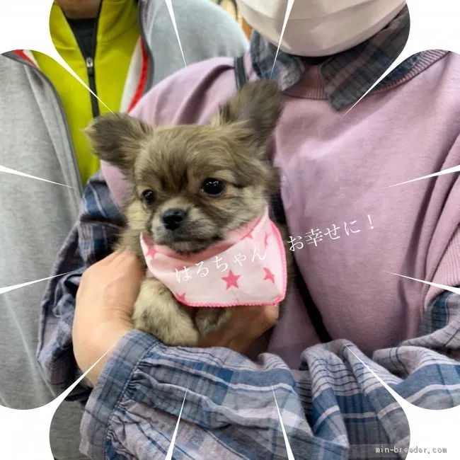 ID：2102-02886の子犬