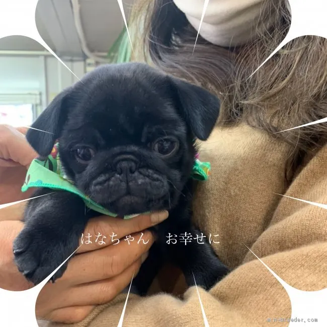 ID：2011-01358の子犬