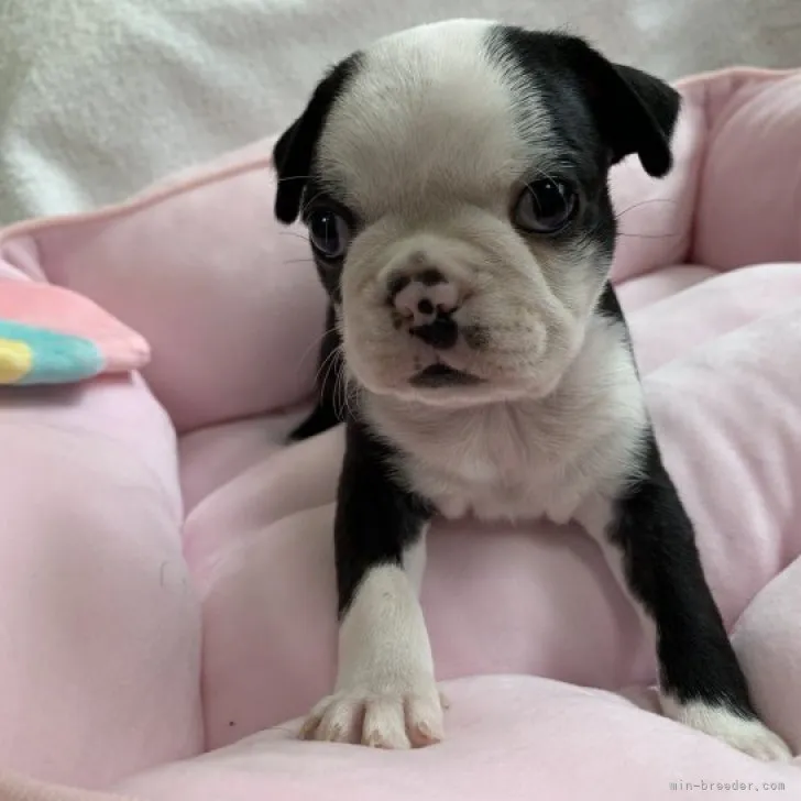 ID:2305-00685の子犬