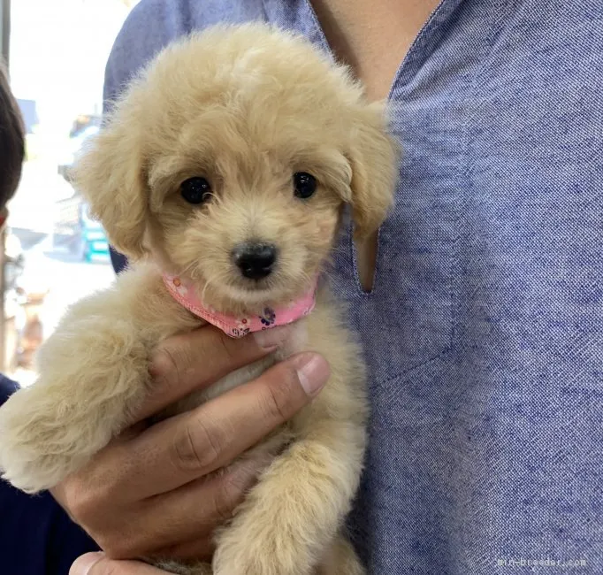 ID:2008-00620の子犬