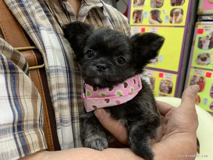 ID:2005-01948の子犬