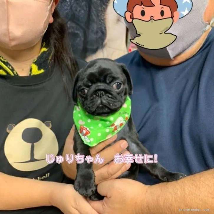 ID：2309-05164の子犬