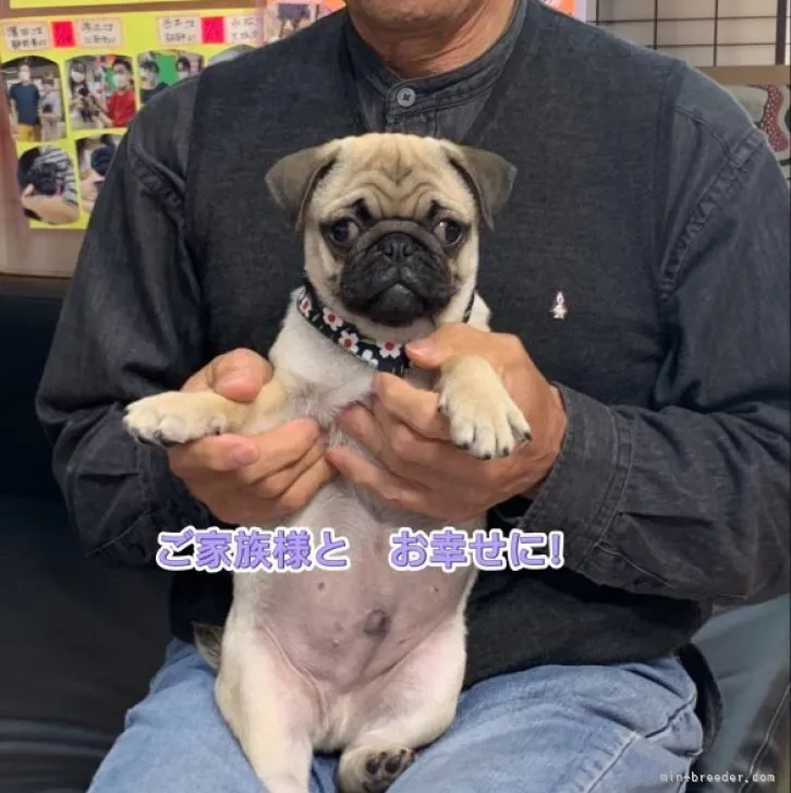 ID：2302-04523の子犬