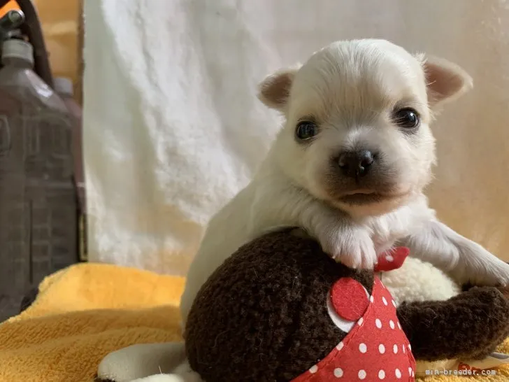 ID:2001-02263の子犬