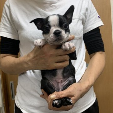 ボストンテリア【岐阜県・男の子・2023年2月10日・ボストンカラー】の写真「🐾元気いっぱい🐾」