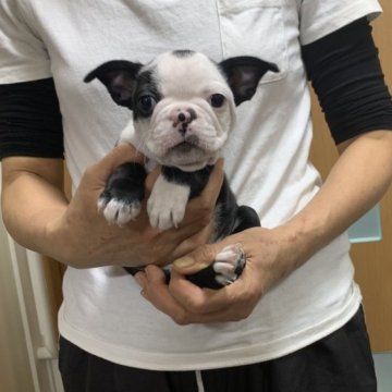 ボストンテリア【岐阜県・男の子・2023年2月10日・ボストンカラー】の写真「🐾元気いっぱい🐾」
