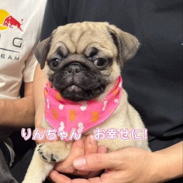 パグ【岐阜県・女の子・2024年4月12日・フォーン】の写真「スクスク成長中！」
