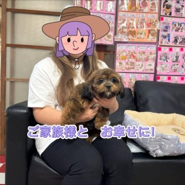 シープー(トイプードル×シーズー)【岐阜県・男の子・2024年7月17日・レッド系】の写真「スクスク育っています🐾」