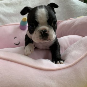 ボストンテリア【岐阜県・男の子・2023年4月7日・ボストンカラー】の写真「元気いっぱい🐾」