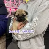 パグ【岐阜県・男の子・2023年11月23日・フォーン】の写真1