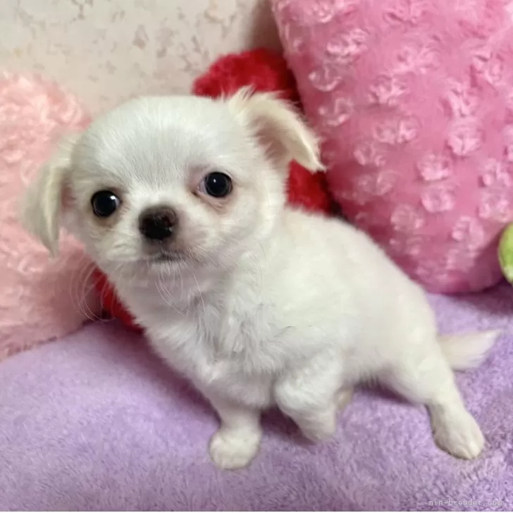 チワワ(ロング)【新潟県・男の子・2025年7月8日・ホワイト/クリーム】の写真1