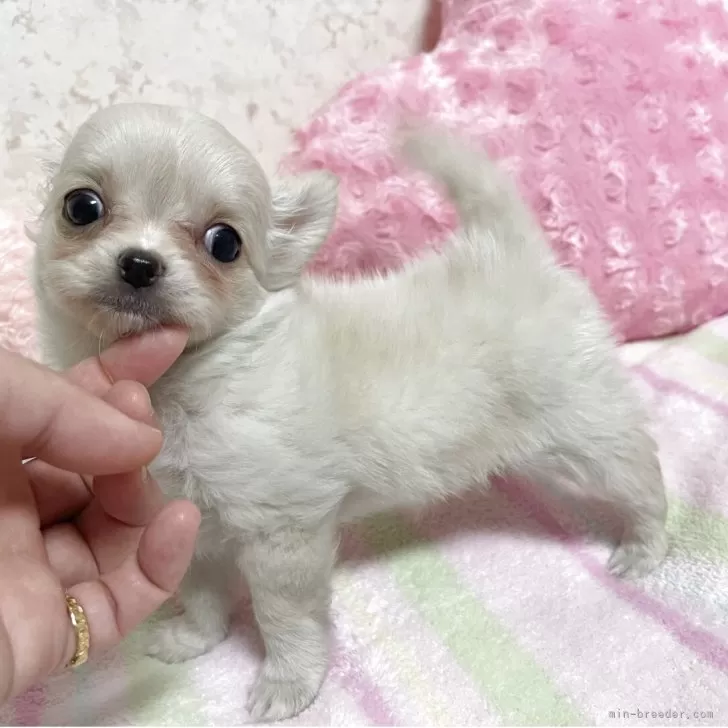 Y.T 様のお迎えした子犬