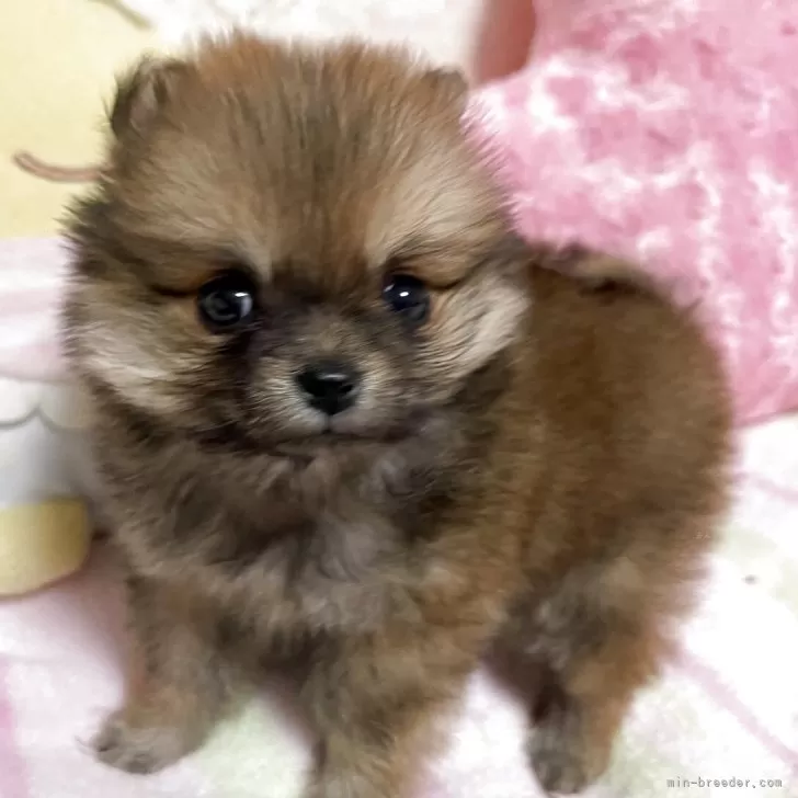 R.T 様のお迎えした子犬