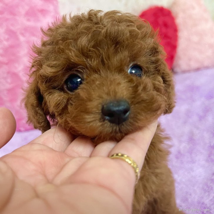 ブリーダー画像