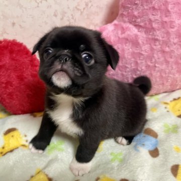 ミックス(狆(チン)×パグ)【新潟県・男の子・2025年10月14日・ブラックアンドホワイト】の写真「クリクリした可愛いお目目にムチムチボディ🩷狆パグ」