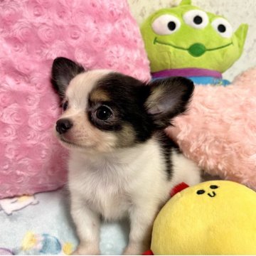 チワワ(ロング)【新潟県・男の子・2025年4月27日・ホワイト&ブラックタン】の写真「小さいウシ柄くん🐮可愛いパーティー柄😊」
