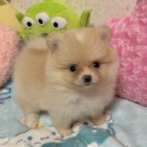 ポメラニアン