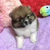 ポメラニアン