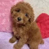 トイプードル(トイ)