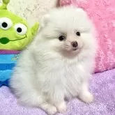 ポメラニアン