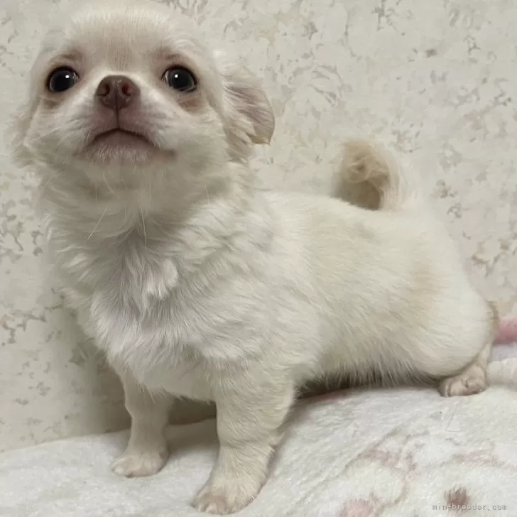 ID:2312-00266の子犬