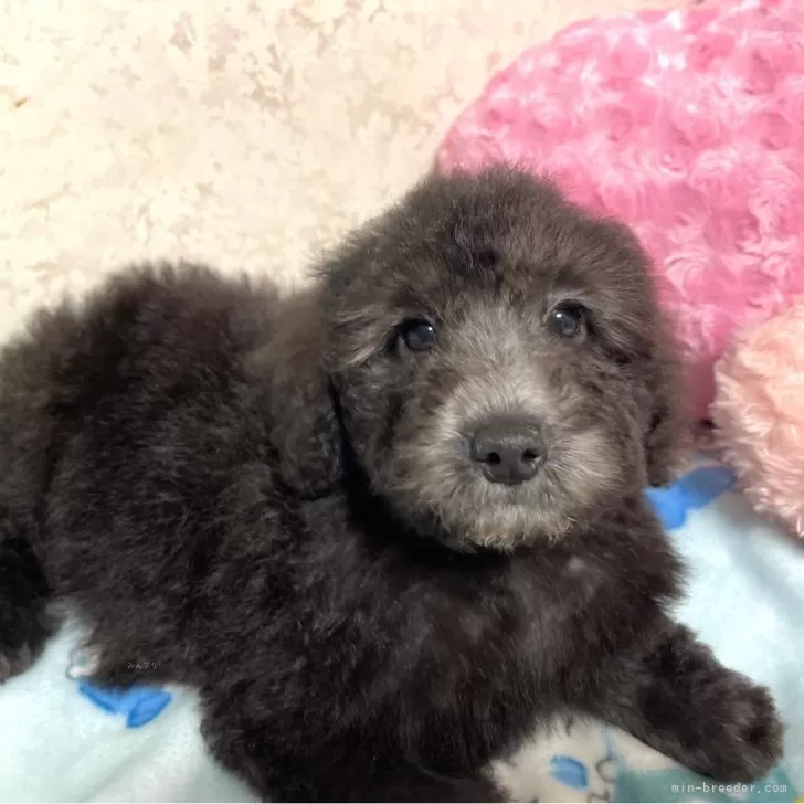 ID:2410-06928の子犬