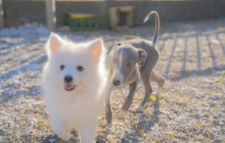 当犬舎へのご来店お待ちしております🐶❕✨｜西山　隼(にしやま　はやと)ブリーダー(神奈川県・イタリアングレーハウンドなど・JKC登録)の紹介写真8