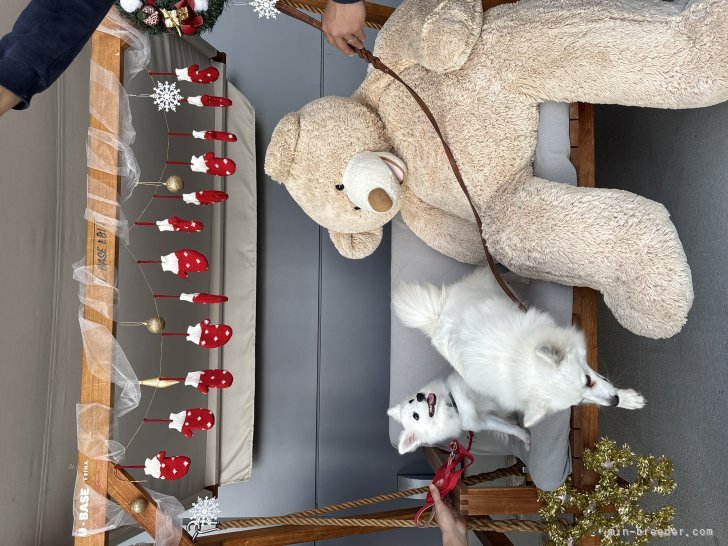 西山隼ブリーダーのブログ：オーナー様と一緒に、ドッグラン＆ドッグカフェで過ごす特別な一日