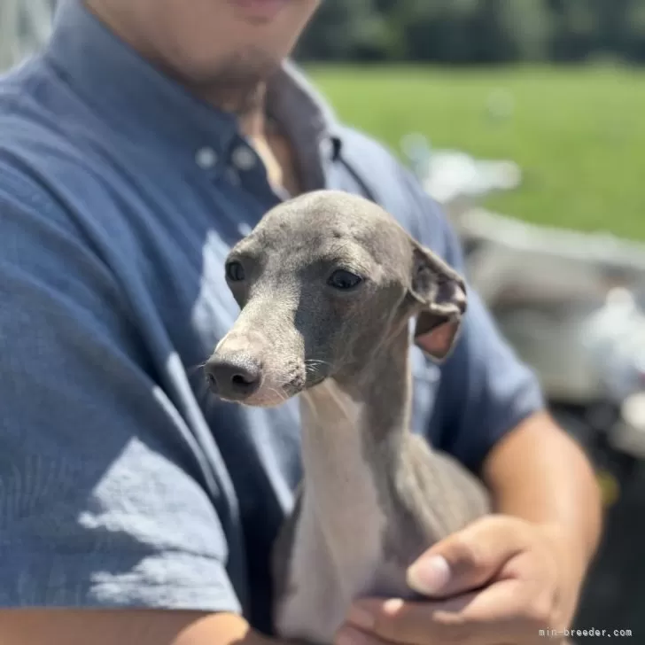 イタリアングレーハウンド【神奈川県・男の子・2025年1月25日・ブルーアンドホワイト】の写真1「体重3.2キロ食欲旺盛🍚横顔キリッとイケメン✨」