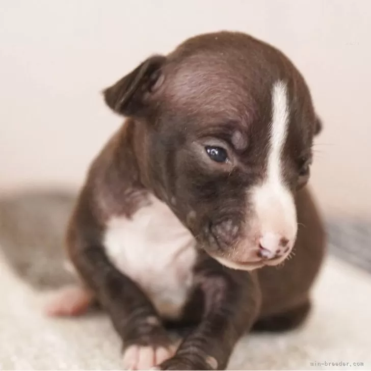 ID:2506-02493の子犬