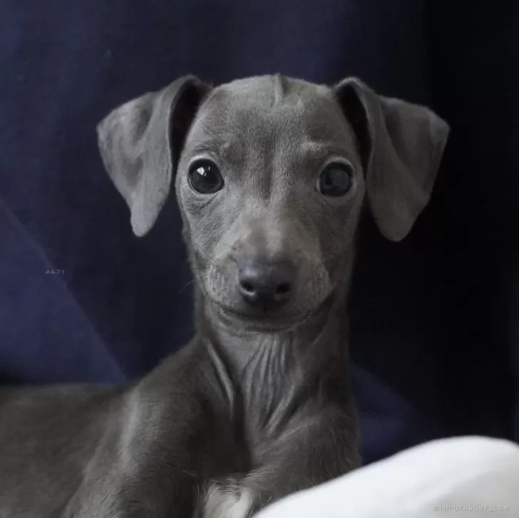 ID:2412-00633の子犬