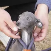 イタリアングレーハウンド