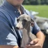 イタリアングレーハウンド