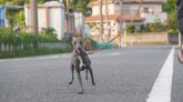 イタリアングレーハウンド【・女の子・2023年7月15日・ブルー＆ホワイト】「全力ダッシュ💨💨」
