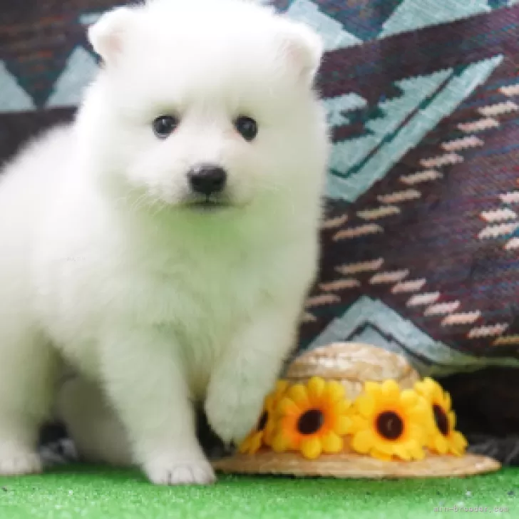 ID:2405-06406の子犬