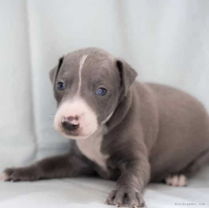 ID:2303-04489の子犬