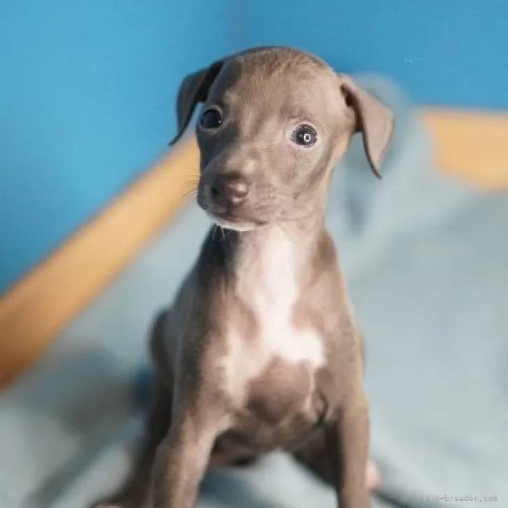 ID:2309-00687の子犬