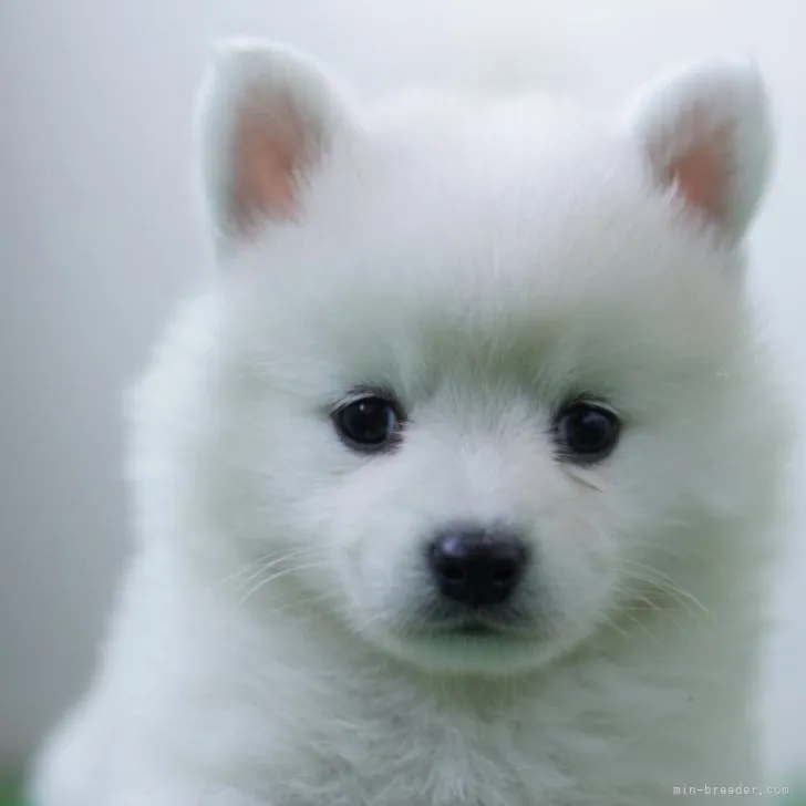 ID:2311-02112の子犬