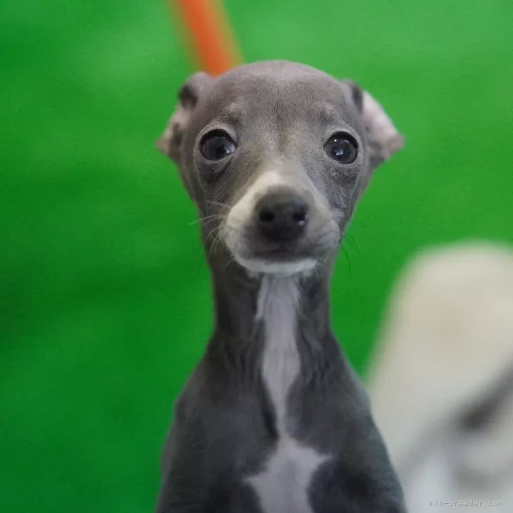 ID:2311-05990の子犬