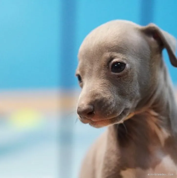 ID:2308-01983の子犬