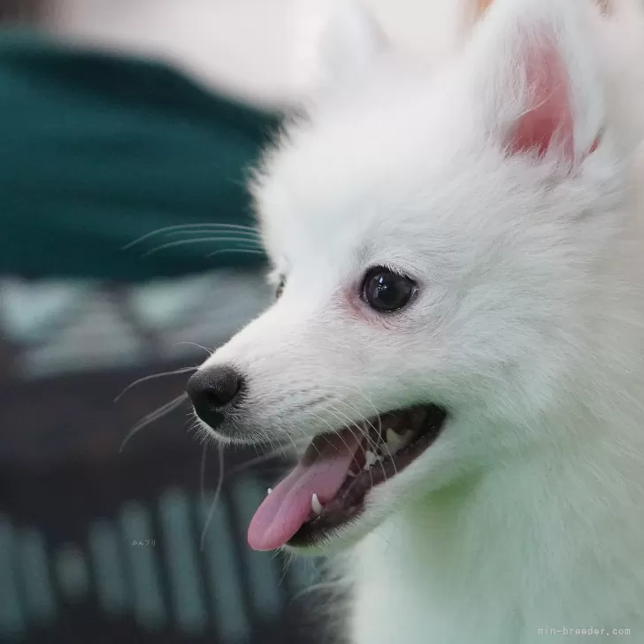 ID:2407-05456の子犬