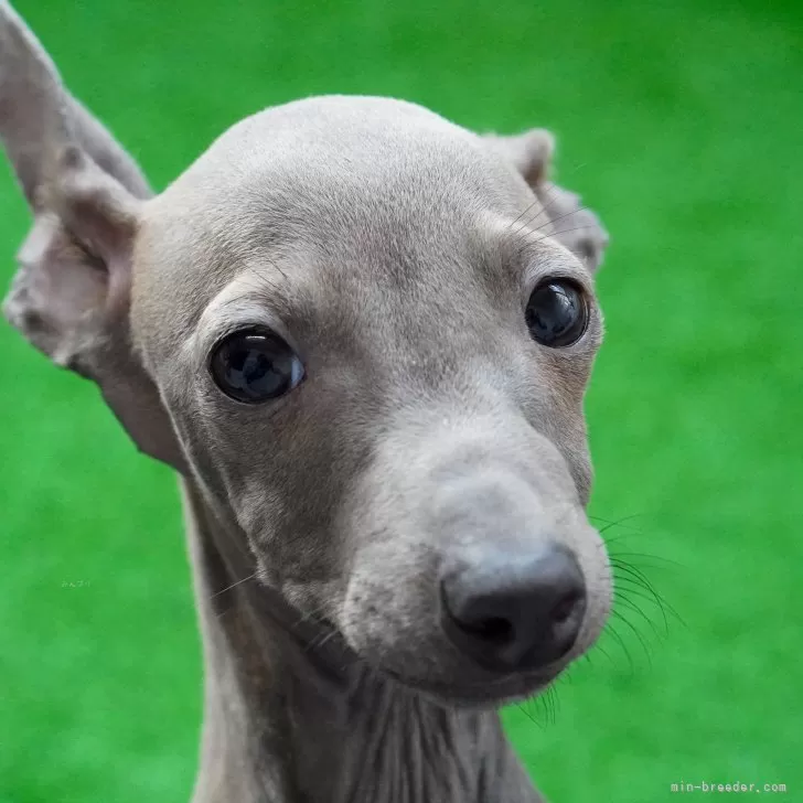 ID:2312-00358の子犬