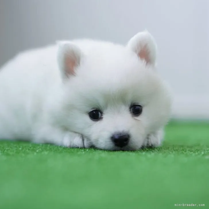 ID:2311-02110の子犬