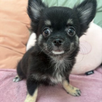 チワワ(ロング)【大阪府・女の子・2025年9月9日・ブラックタン】の写真「可愛い女の子💜」