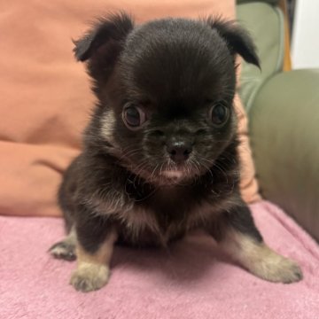 チワワ(ロング)【大阪府・男の子・2025年9月9日・ブラックタン】の写真「可愛い男の子💙」