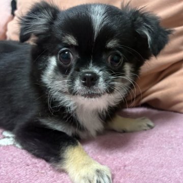 チワワ(ロング)【大阪府・女の子・2025年9月9日・トライ】の写真「可愛い女の子❤️」