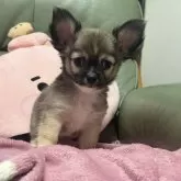 チワワ(ロング)