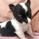 チワワ(ロング)